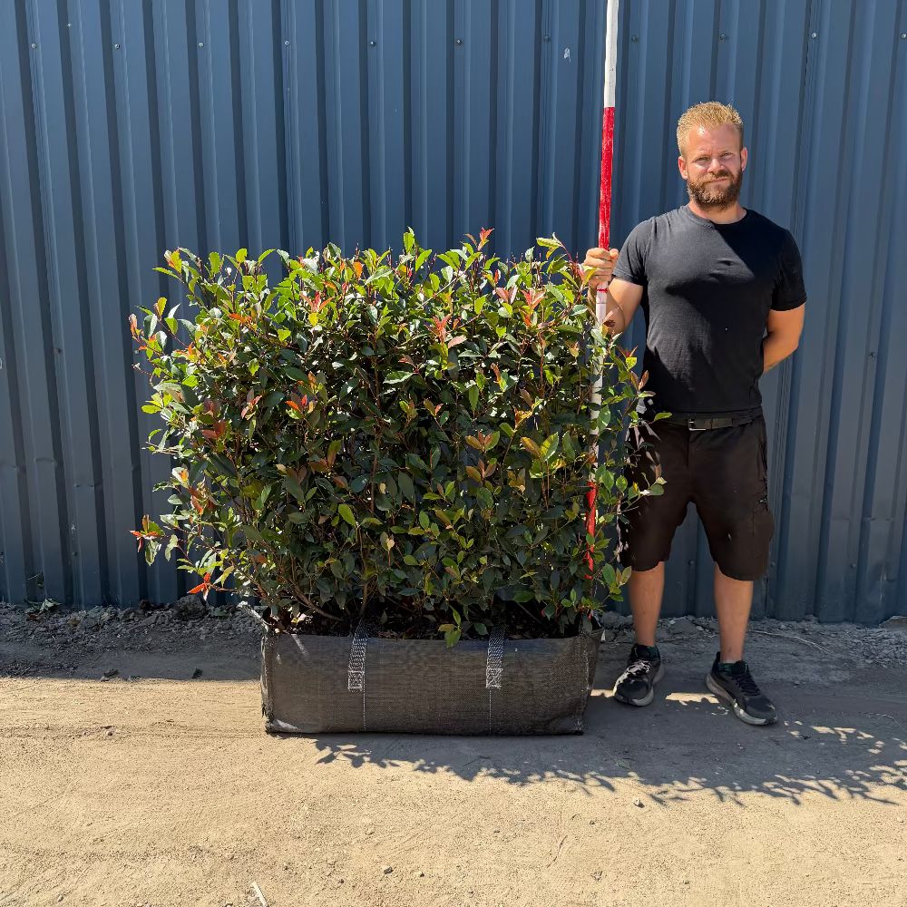 Photinia Red Robin Instant Hedge 110cm (3.5-4ft), 1m Hedgebag – Evergreen
