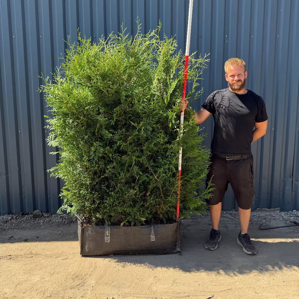 Thuja Instant Hedge 170cm (5.5-6ft), 1m Hedgebag – Evergreen