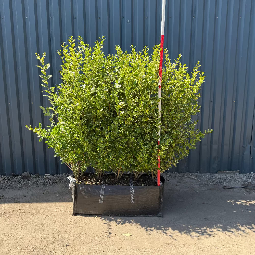 Golden Privet Instant Hedge 140cm (4.5ft), 1m Hedgebag – Evergreen