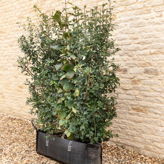 Native Mix Instant Hedge 150cm (5ft), 1m Hedgebag – Deciduous