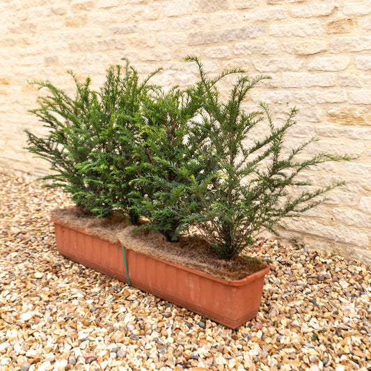 English Yew Instant Hedge 40-50cm, 1m Trough – Evergreen - Impact Hedging