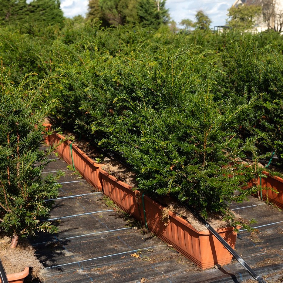 English Yew Instant Hedge 40-50cm, 1m Trough – Evergreen - Impact Hedging