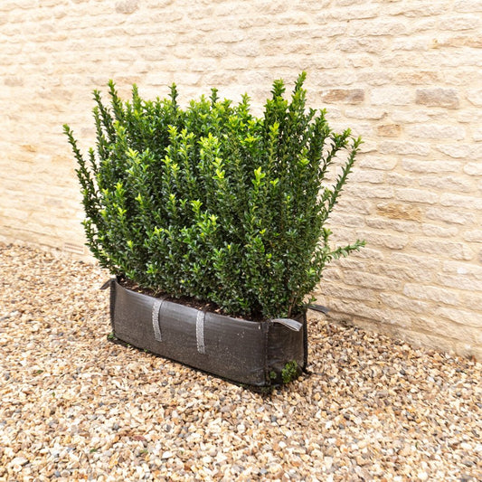 Euonymus Jean Hugues Instant Hedge 70-80cm (2.5ft), 1m Hedgebag – Evergreen - Impact Hedging