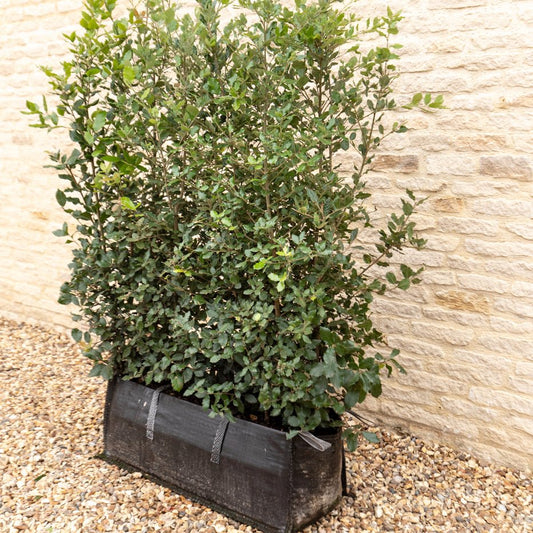 Evergreen Oak Instant Hedge 150cm (5ft), 1m Hedgebag – Evergreen - Impact Hedging