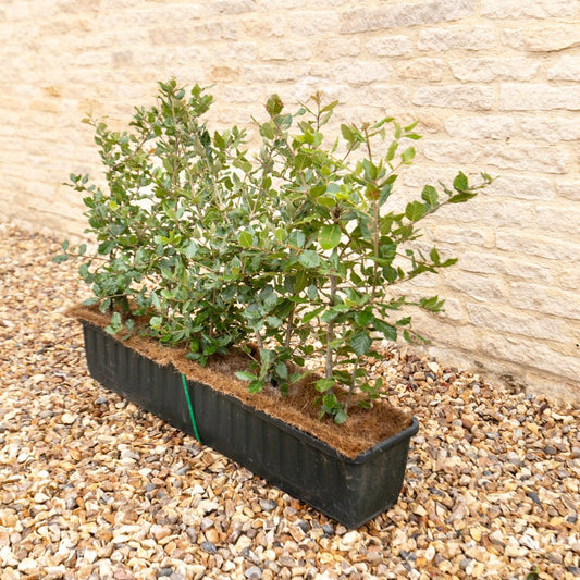 Evergreen Oak Instant Hedge 50-60cm, 1m Trough – Evergreen - Impact Hedging
