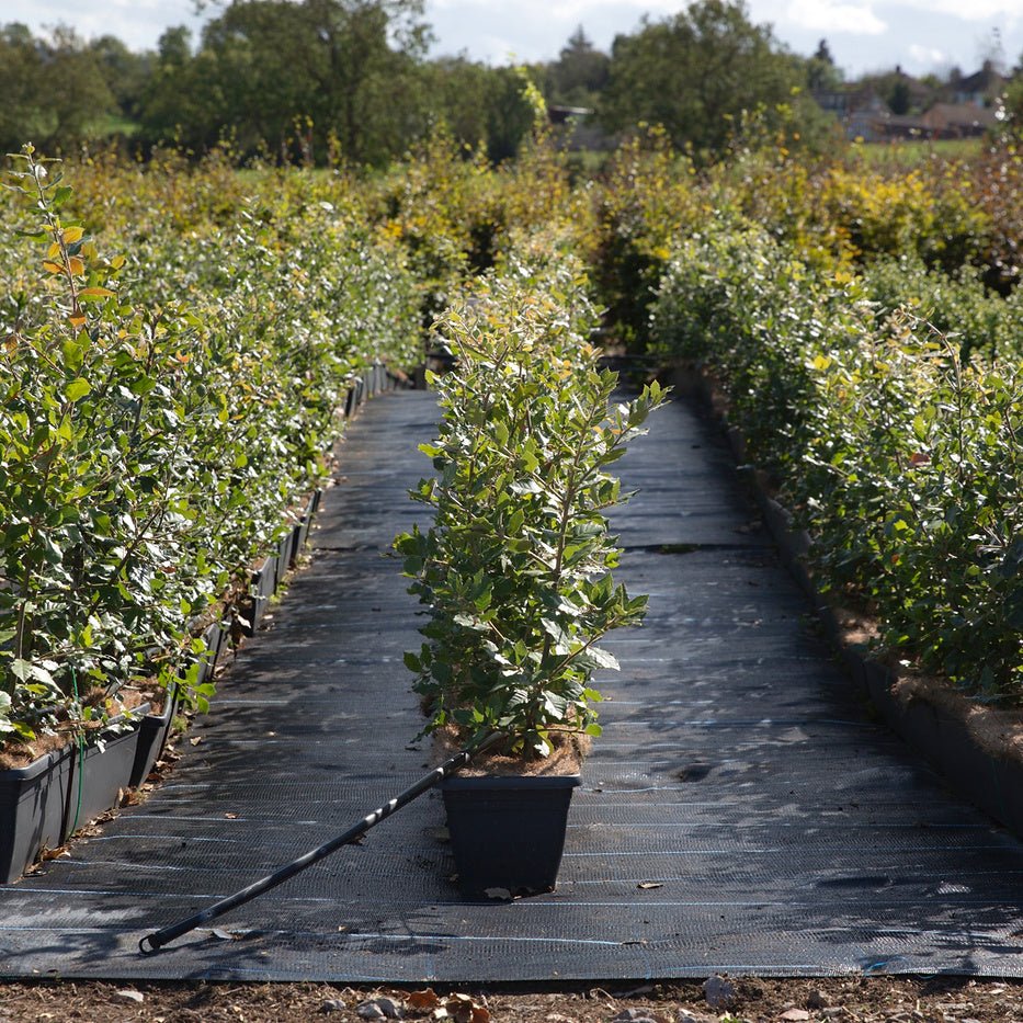 Evergreen Oak Instant Hedge 50-60cm, 1m Trough – Evergreen - Impact Hedging