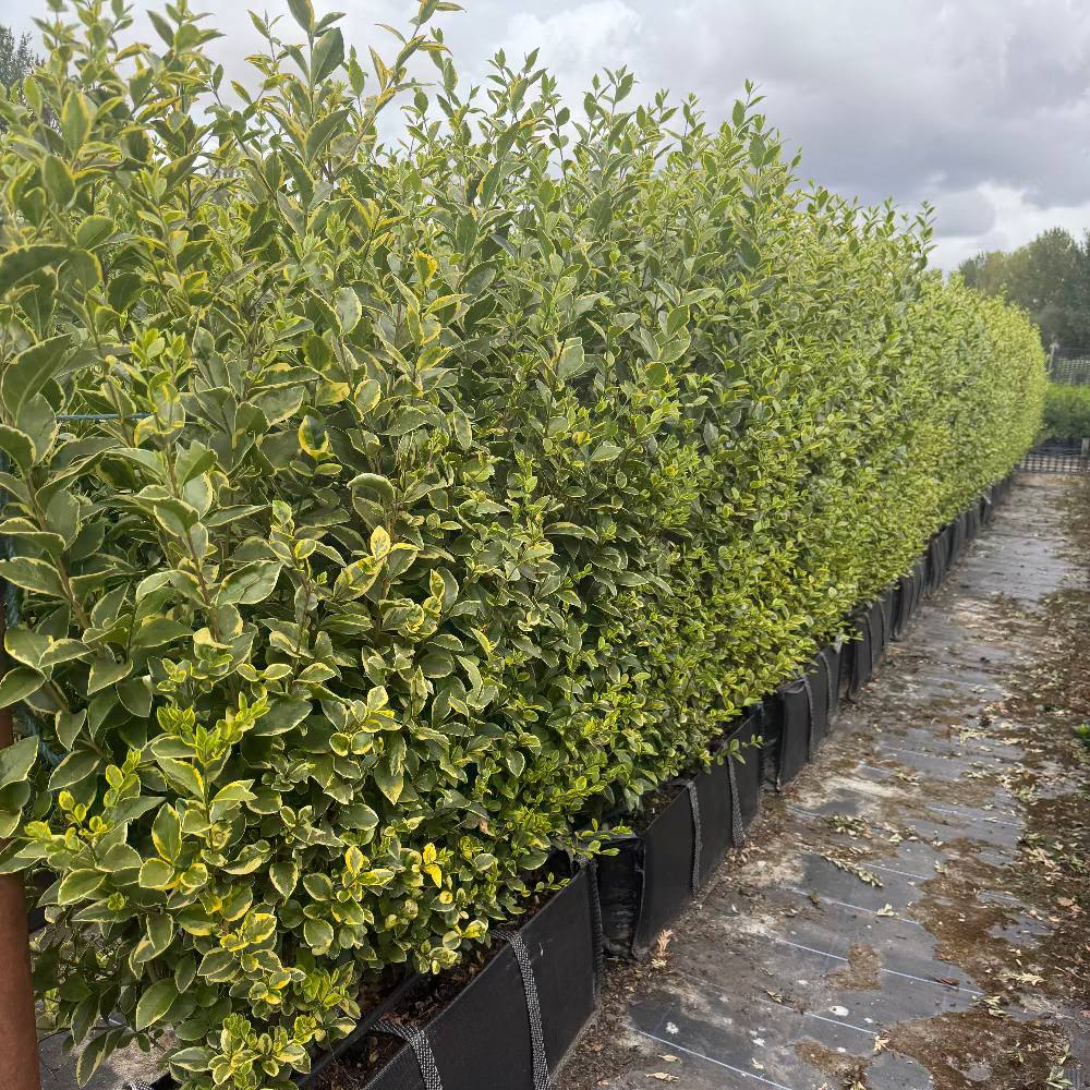 Golden Privet Instant Hedge 150cm (5ft), 1m Hedgebag – Evergreen - Impact Hedging