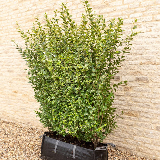 Golden Privet Instant Hedge 150cm (5ft), 1m Hedgebag – Evergreen - Impact Hedging