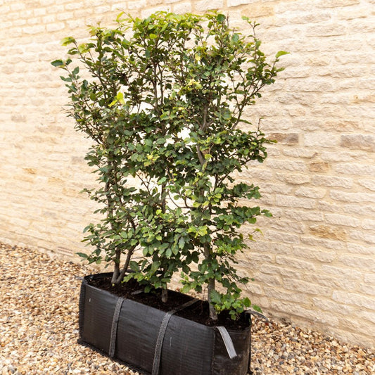 Green Beech Instant Hedge 140cm, 1m Hedgebag – Deciduous - Impact Hedging