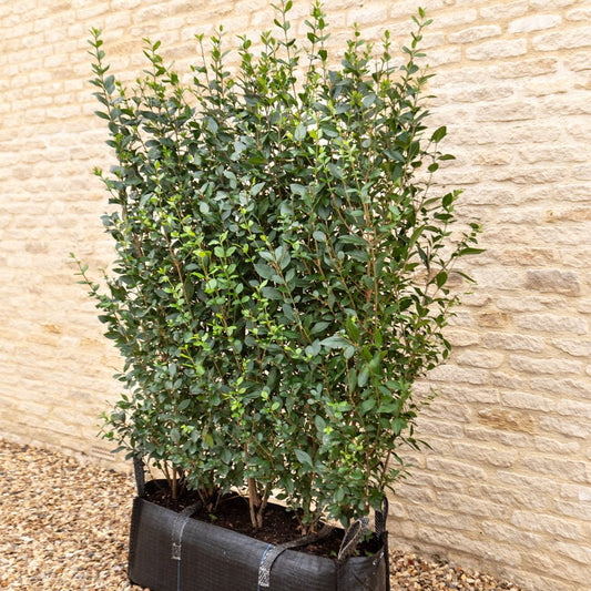 Green Privet Instant Hedge, 1m Hedgebag – Evergreen - Impact Hedging