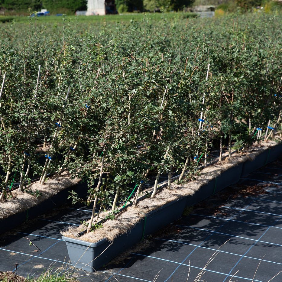 Hawthorn Instant Hedge 80–100cm, 1m Trough – Deciduous - Impact Hedging