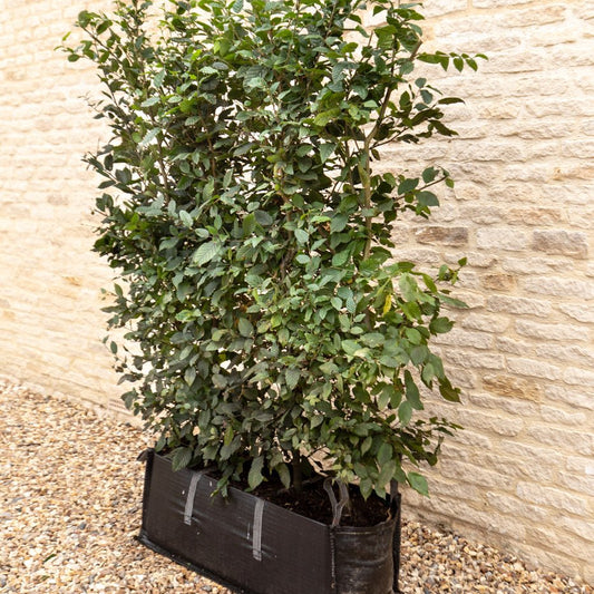 Hornbeam Instant Hedge, 1m Hedgebag – Deciduous - Impact Hedging