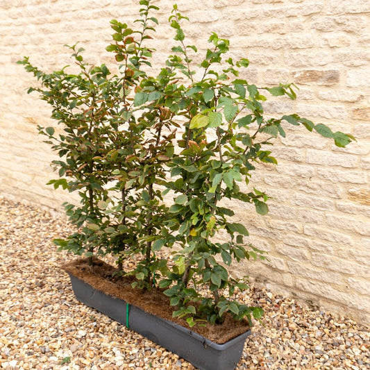 Hornbeam Instant Hedge 90–100cm, 1m Trough – Deciduous - Impact Hedging