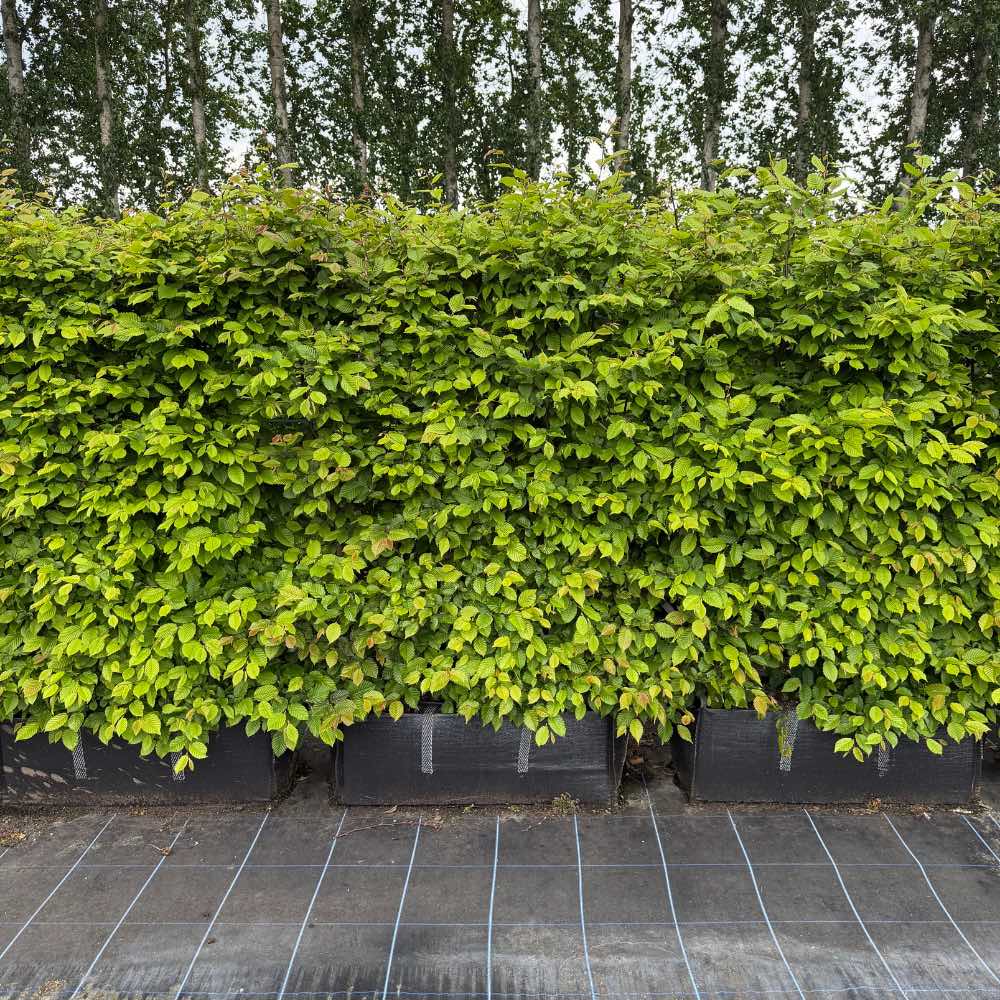 hornbeam-instant-hedge - hedgebad