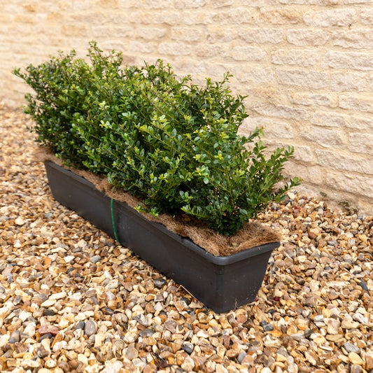 Japanese Holly Instant Hedge 35–40cm, 1m Trough – Evergreen - Impact Hedging