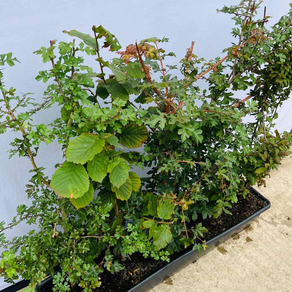 Native Mix Instant Hedge 80–100cm Trough – Deciduous - Impact Hedging
