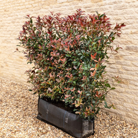 Photinia Red Robin Instant Hedge 120cm (4ft), 1m Hedgebag – Evergreen - Impact Hedging