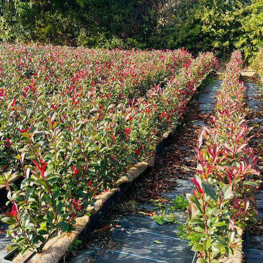 Photinia Red Robin Instant Hedge 60–80cm Trough – Evergreen - Impact Hedging