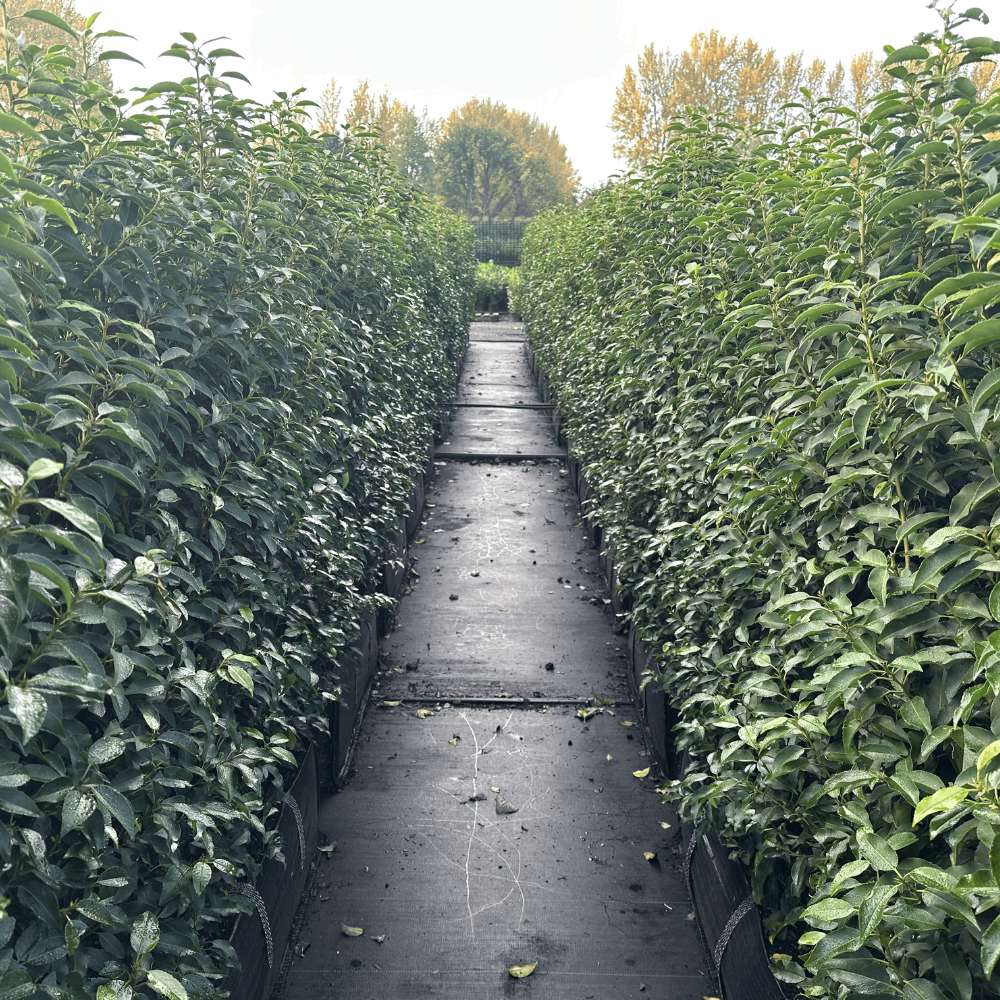 Portuguese Laurel Instant Hedge 140cm (4.5–5ft) Hedgebag – Evergreen - Impact Hedging