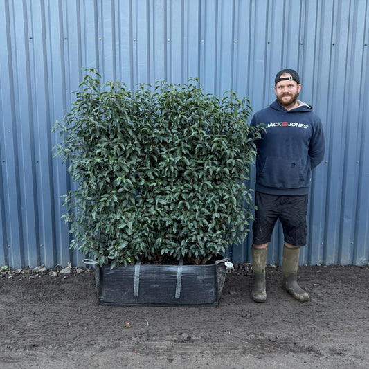 Portuguese Laurel Instant Hedge 140cm (4.5–5ft) Hedgebag – Evergreen - Impact Hedging