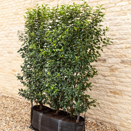 Portuguese Laurel Instant Hedge 150cm (5ft), 1m Hedgebag – Evergreen - Impact Hedging