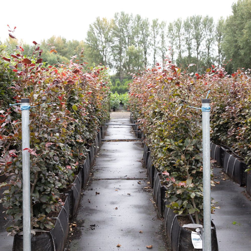 Purple Beech Instant Hedge 120cm (4ft), 1m Hedgebag – Deciduous - Impact Hedging