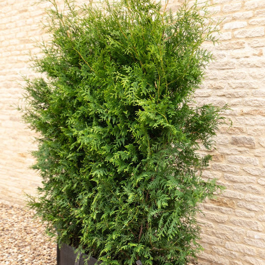 Thuja Instant Hedge 180cm (6ft), 1m Hedgebag – Evergreen - Impact Hedging