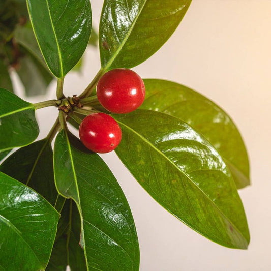 Can You Eat Cherry Laurel Berries? What You Must Know