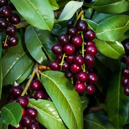 Is Cherry Laurel Poisonous? A Complete Safety Guide for UK Gardens