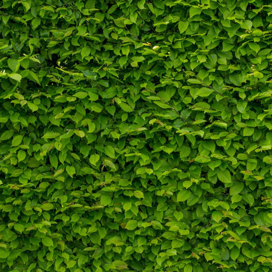 Best fertiliser for a healthy hornbeam hedge - Impact Hedging