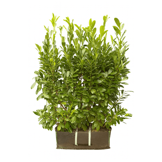 Cherry Laurel Hedging: The Complete UK Growing Guide - Impact Hedging