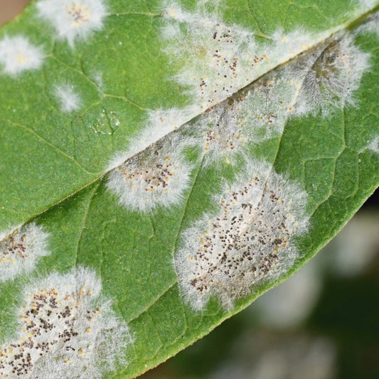 Common Hedge Pests and Diseases in the UK - Impact Hedging