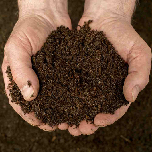 Common Hedge Planting Mistakes (And How to Avoid Them) - Impact Hedging