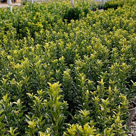 Euonymus ‘Jean Hugues’ Instant Hedge vs Traditional Hedging: Which Is Better? - Impact Hedging