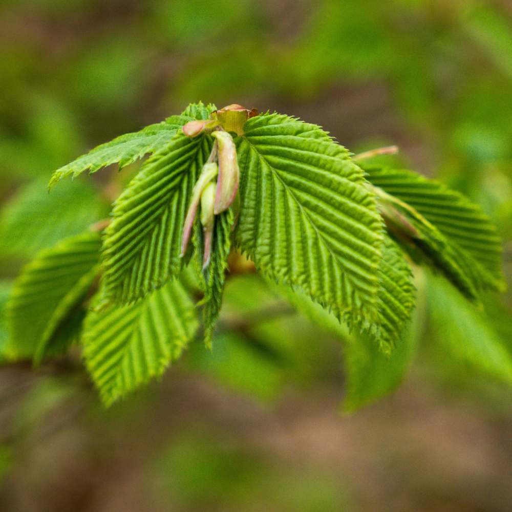 Hornbeam Hedge Growth Rate | How Fast It Grows | Impact Hedging