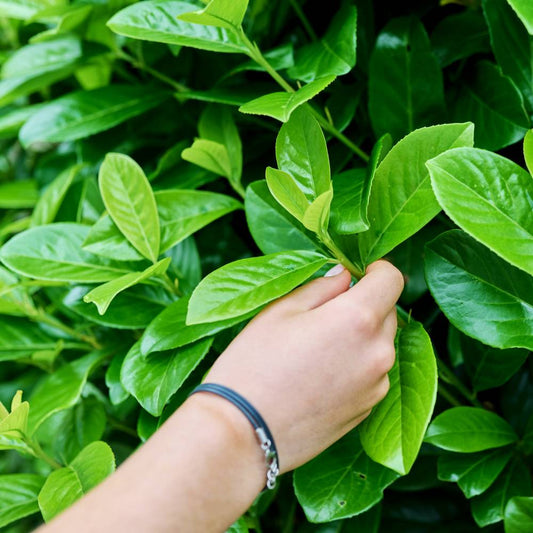 How Fast Does Cherry Laurel Grow? Annual Growth Explained - Impact Hedging