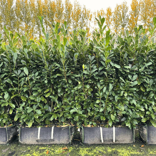 How Many Cherry Laurel Plants Per Metre? The Complete UK Spacing Guide - Impact Hedging