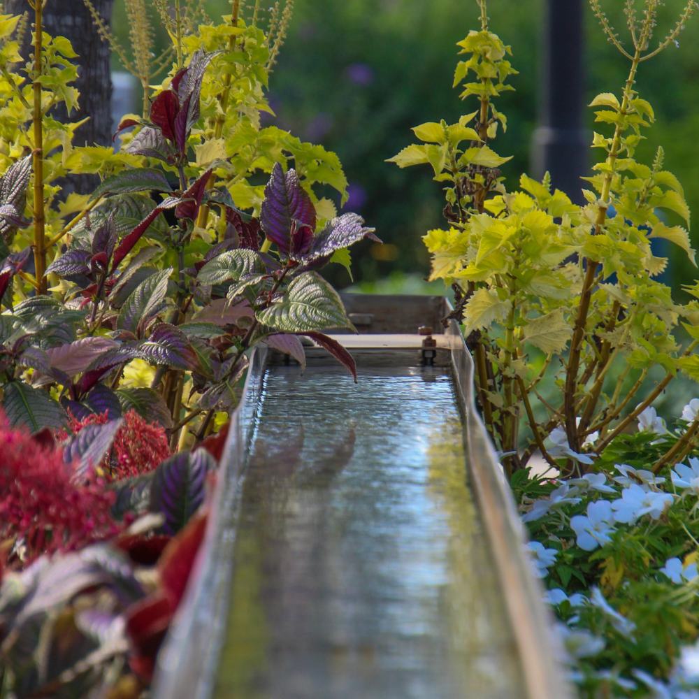 How Often Should You Water New Hedges in Spring & Summer? - Impact Hedging