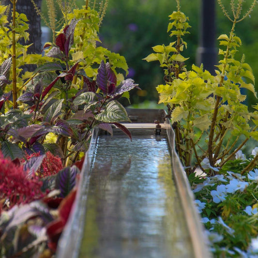 How Often Should You Water New Hedges in Spring & Summer? - Impact Hedging