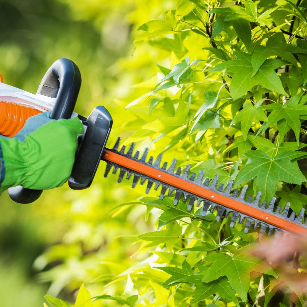 How to Care for Instant Hedges: Watering, Feeding & Maintenance Guide - Impact Hedging