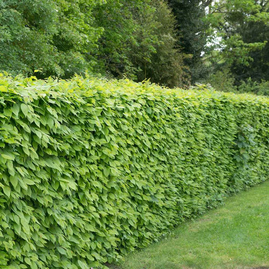 How to plant a hornbeam hedge for privacy screening - Impact Hedging