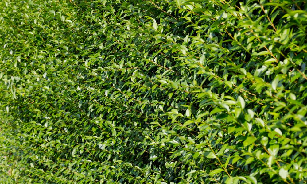 Instant Hedges in Troughs vs Hedgebags – Which Should You Choose? - Impact Hedging