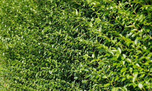 Instant Hedges in Troughs vs Hedgebags – Which Should You Choose? - Impact Hedging
