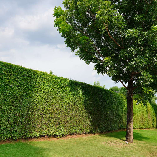 Planning Permission for Hedges: What You Need to Know in the UK - Impact Hedging