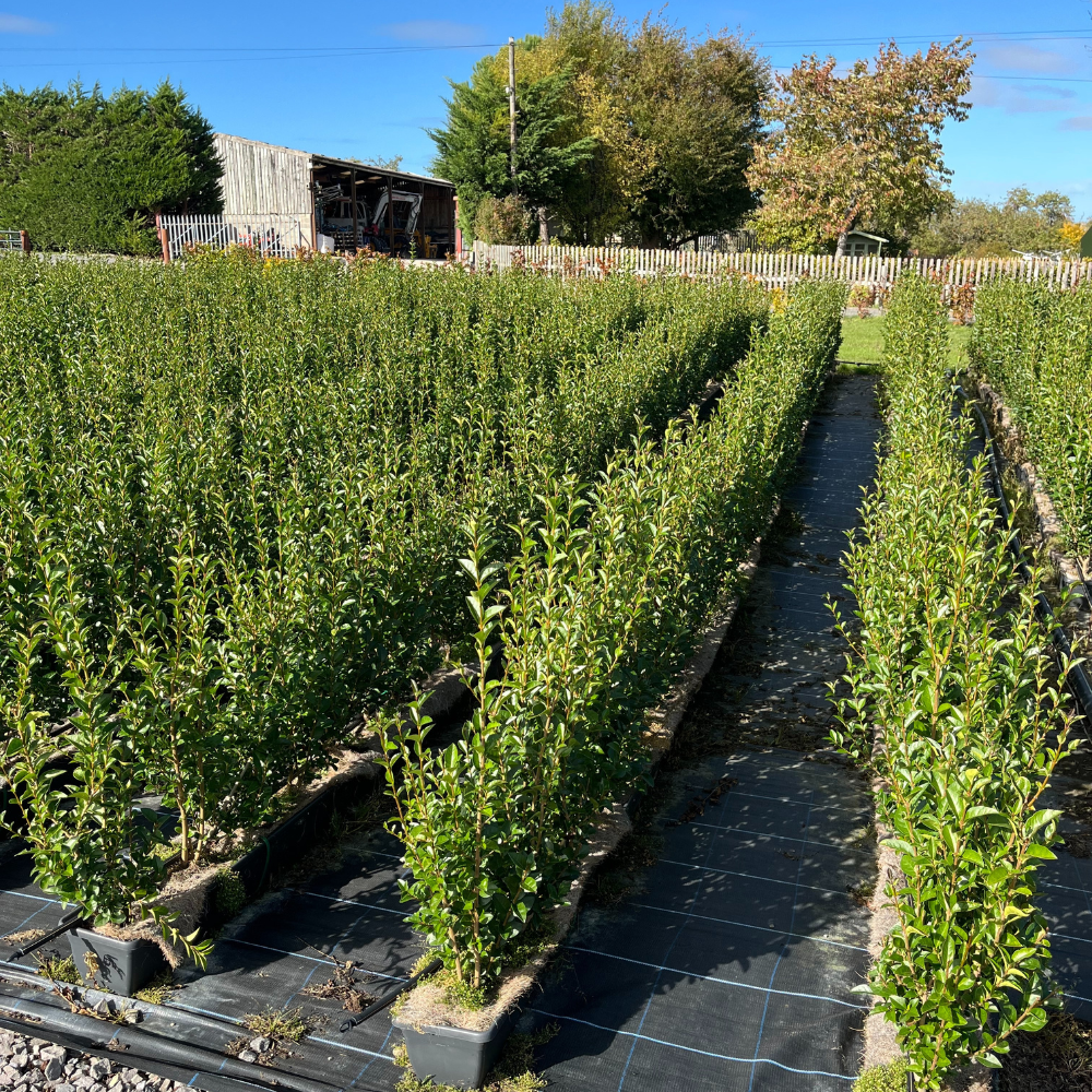 Privet Hedge Guide UK Planting Growth Care Impact Hedging Privet Hedge Guide UK Planting Growth Care Impact Hedging
