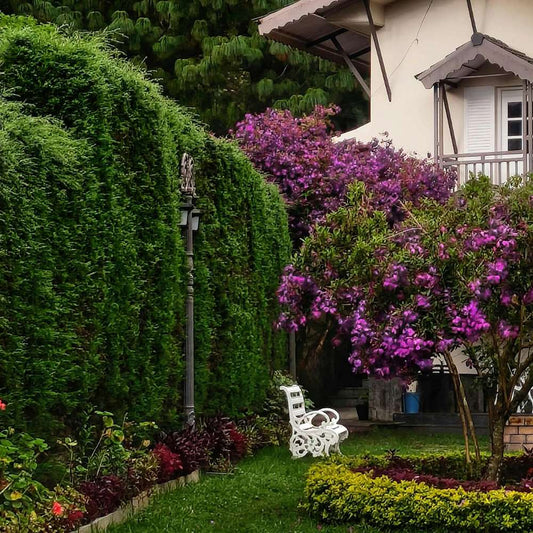 The Quickest Growing Hedges for Privacy: A Complete Guide - Impact Hedging