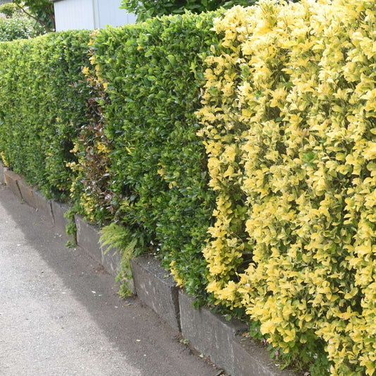 When Is the Best Month to Plant Hedges? A Seasonal Guide for UK Gardens - Impact Hedging