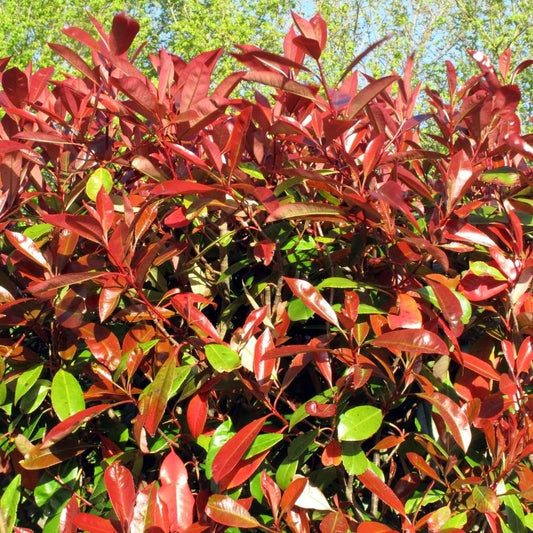 When to Plant Photinia Red Robin in the UK - Impact Hedging