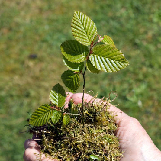 When to prune a hornbeam hedge in the UK - Impact Hedging