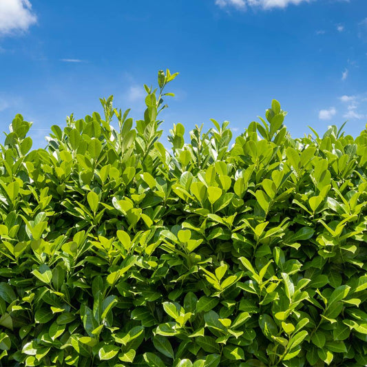 When to Prune Cherry Laurel (Best Time, Techniques & Common Mistakes) - Impact Hedging